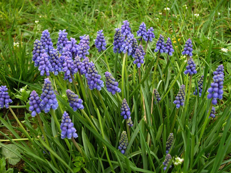Muscari armeniacum photo